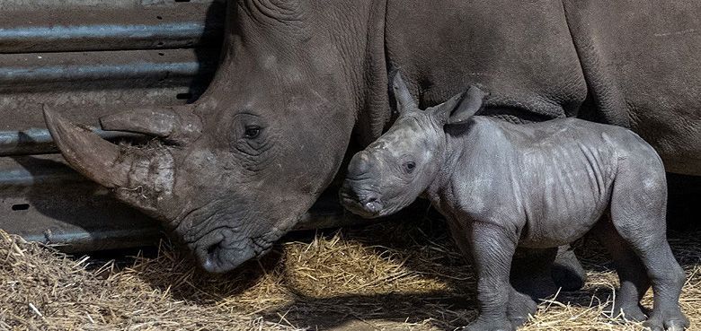 Nashornbaby Kilombo mit Mama Breitmaulnashornkuh mit Nashornbaby Kilombo
