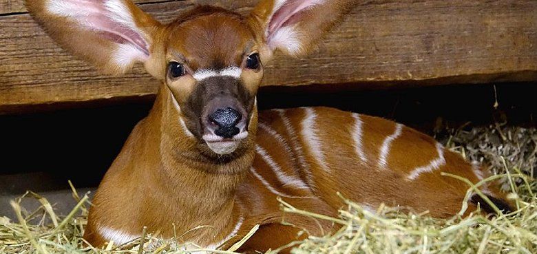 Serengeti-Park - Zuchterfolg bei den Ostafrikanischen Bongos. Serengeti-Park - Zuchterfolg bei den Ostafrikanischen Bongos.