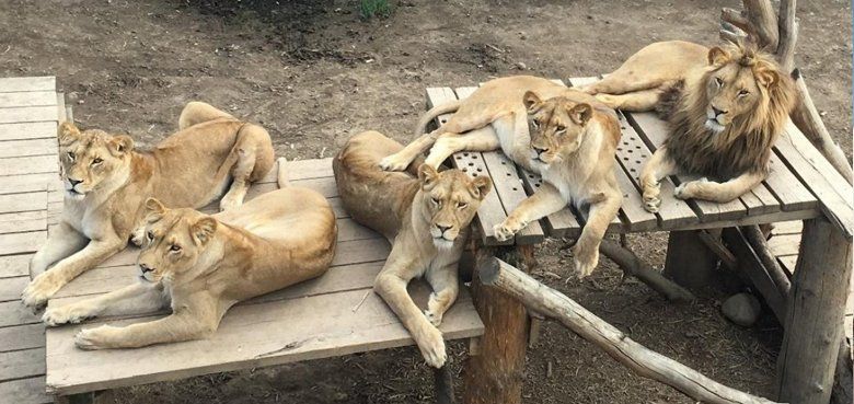 Serengeti-Park rettet Löwenrudel aus der Slowakei Serengeti-Park rettet Löwenrudel aus der Slowakei