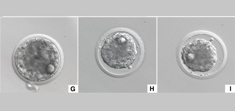 Serengeti-Park Hodenhagen wieder geöffnet. Serengeti-Park Hodenhagen -Fahrattraktion wieder geöffnet.