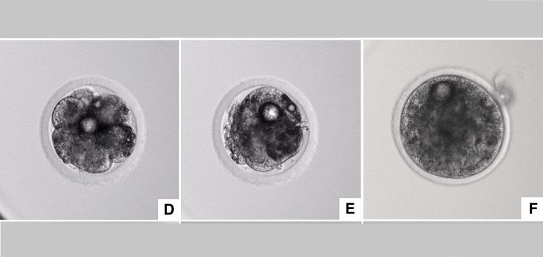 Serengeti-Park Hodenhagen wieder geöffnet. Serengeti-Park Hodenhagen -Fahrattraktion wieder geöffnet.