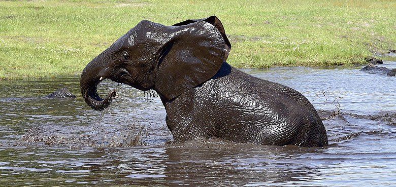 Serengeti-Park Hodenhagen Nach erfolgreichen Wochen ist Tierpark, Freizeitpark und Lodges wieder geöffnet. Serengeti-Park - Nach erfolgreichen Wochen ist Tierpark, Freizeitpark und Lodges wieder geöffnet.