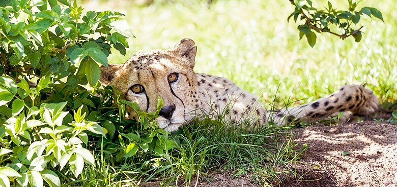 Serengeti-Park Hodenhagen Gepard Es gibt auf der Erde kein schnelleres Landsäugetier als den Gepard.