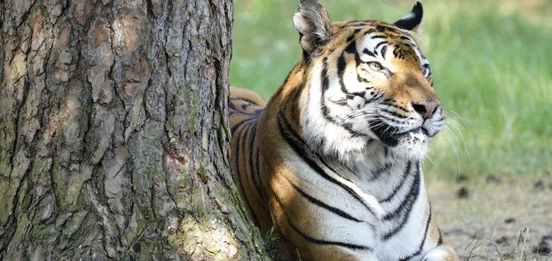 Serengeti-Park weitet Öffnung aus. Serengeti-Park Hodenhagen weitet seine Öffnung aus.
