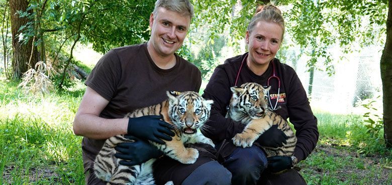 Serengeti-Park Hodenhagen Sibirische Tigerbaby Serengeti-Park Sibirische Tiger-Nachwuchs 2023