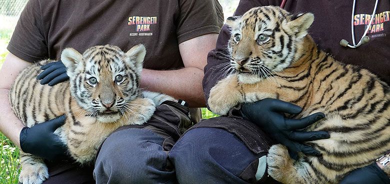 Sibirischer Tiger-Nachwuchs im Serengeti-Park Hodenhagen