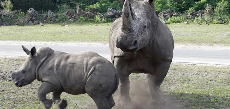 3 Nashornbabys im Serengeti-Park Kai das junge Nashornbaby entdeckt den Serengeti-Park in Hodenhagen.