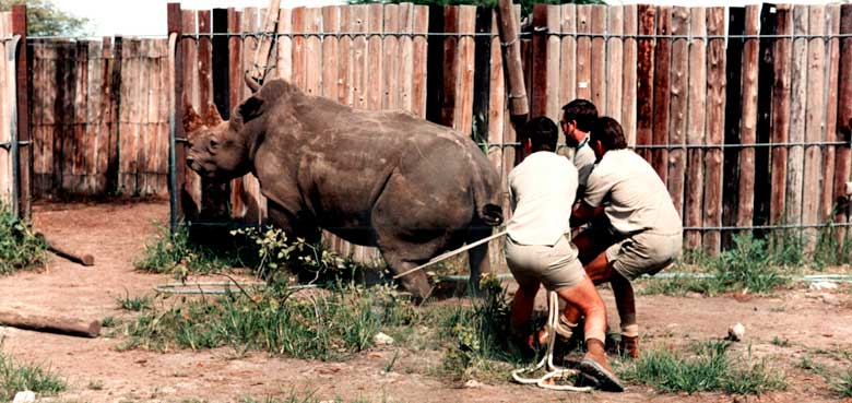Nur noch wenige Schritte in die Freiheit. Serengeti-Park nur noch wenige Schritte in die Freiheit.