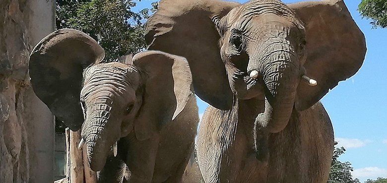 Familienzusammenführung im Serengeti-Park Hodenhagen. Famiienzusammenführung im Serengeti-Park Hodenhagen.