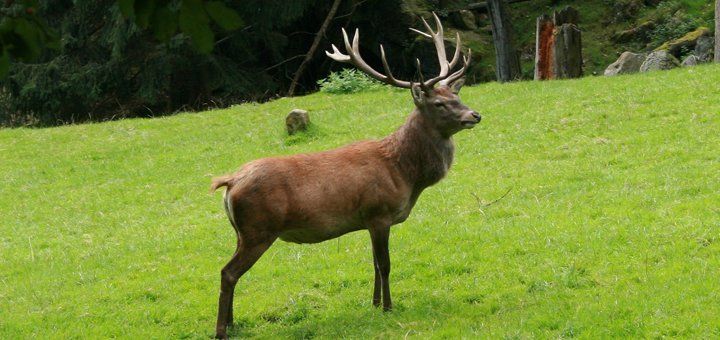 Steinwasen-Park Tierpark Wildpark Steinwasen-Park Tierpark