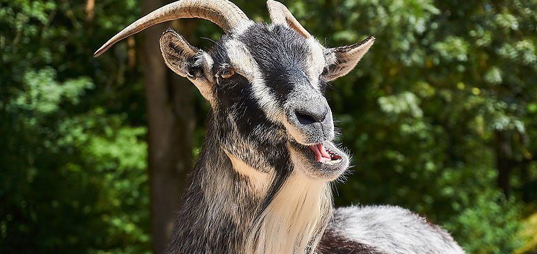 Im Streichelzoo fühlen wie sich eine Ziege anfühlt. Im Streichelzoo fühlen wie sich eine Ziege anfühlt.