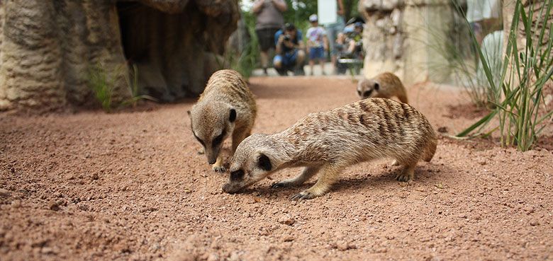 Erdmännchen gehören zu den Publikumslieblingen. Die Erdmännchen im Tierpark Hellabrunn gehören zu den Publikumslieblingen.