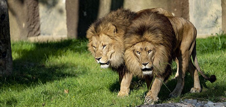 Die Löwenbrüder Max und Benny Die Löwenbrüder Max und Benny im Tierpark Hellabrunn in München