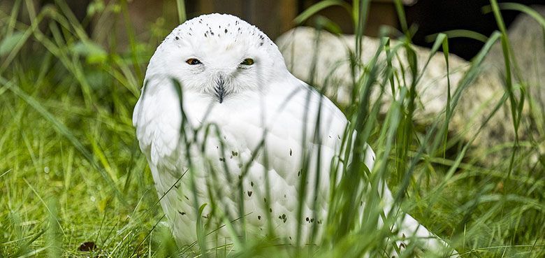 Die Schnee-Eule im Tierpark Hellabrunn Schnee-Eule im Tierpark Hellabrunn in München