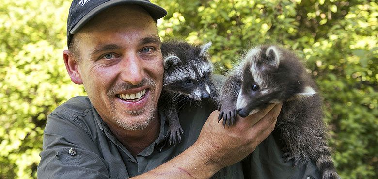Im Wildparadies Tripsdrill halten zwei junge Waschbären ihre Pfleger auf Trab. Im Wildparadies Tripsdrill halten zwei junge Waschbären ihre Pfleger so richtig auf Trab.