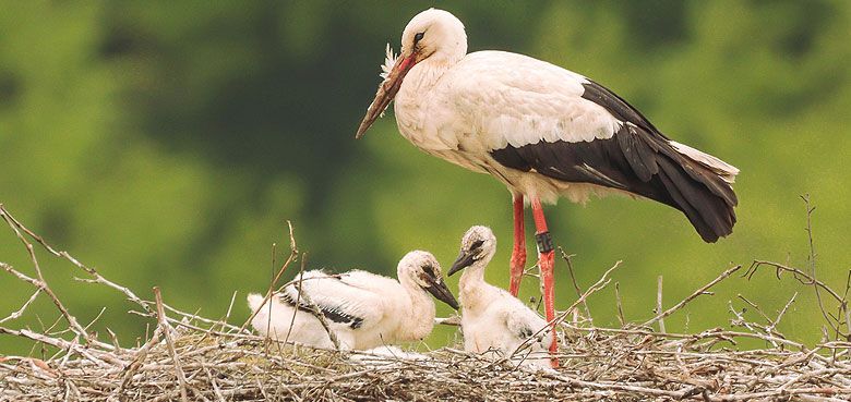Freilebender Weißstörche in Tripsdrill. Tripsdrill ist die Kinderstube freilebender Weißstörche.
