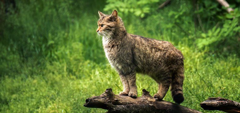 Wildparadies Tripsdrill seit 06. Mai täglich geöffnet. Das Wildparadies Tripsdrill mit seinen über 50 Tierarten hat bereits seit 06. Mai täglich geöffnet.