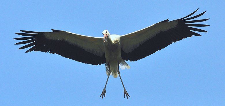 Die Störche ins im Weltvogelpark Walsrode zurück. Weltvogelpark Walsrode die Störche sind zurück.
