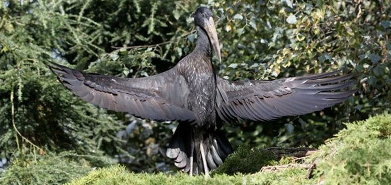 Der Mohrenklaffschnabel  breitet seine Flügel aus.