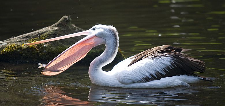 Weltvogelpark Walsrode bei Hitze
