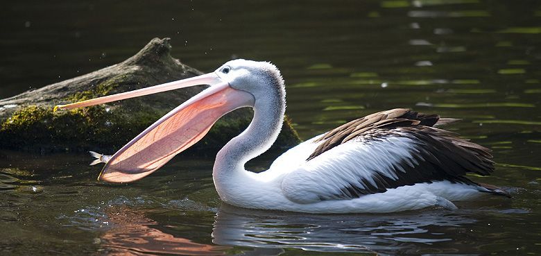 Weltvogelpark Walsrode Pelikan Weltvogelpark Walsrode Pelikan