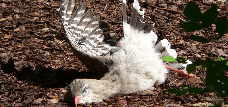 Weltvogelpark Walsrode Rotfußseriemas