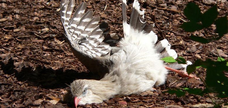 Weltvogelpark Walsrode Rotfußseriemas Weltvogelpark Walsrode Rotfußseriemas