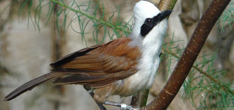 Weltvogelpark Walsrode Weißhaubenhäherling Weltvogelpark Walsrode Weißhaubenhäherling