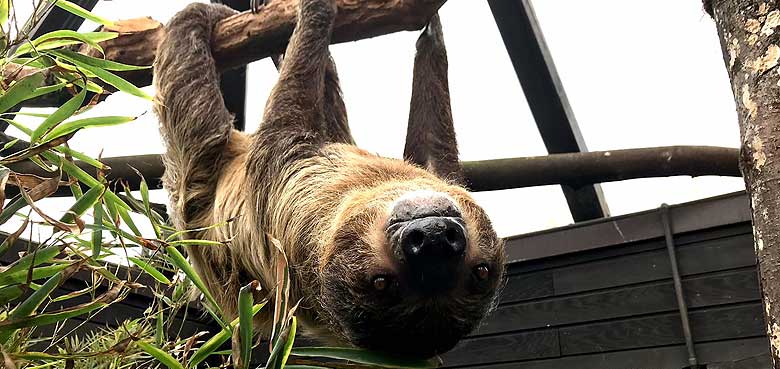 Das Faultier Bibo im Weltvogelpark in Walsrode. Das Faultier Bibo im Weltvogelpark in Walsrode.
