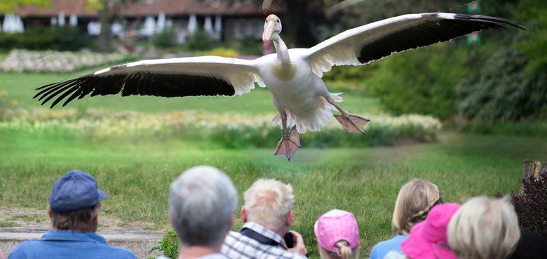 Weltvogelpark - Storch in Anflug Weltvogelpark Walsrode - Storch in Anflug