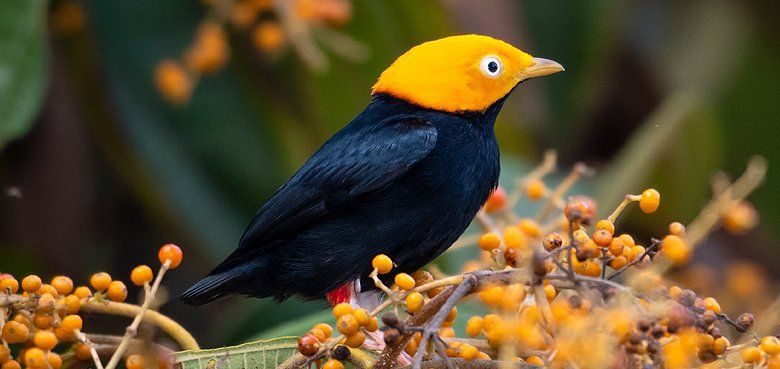Weltvogelpark Walsrode - Gelbkopfpipras Weltvogelpark Walsrode - Gelbkopfpipras