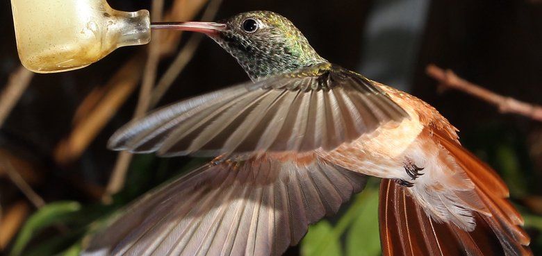 Weltvogelpark Walsrode Kolibri beim Flug Weltvogelpark Walsrode Kolibri beim Flug