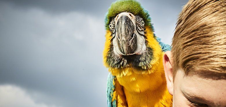 Papageien im Weltvogelpark Walsrode. Auf Federfühlung mit den Papageien im Weltvogelpark Walsrode.