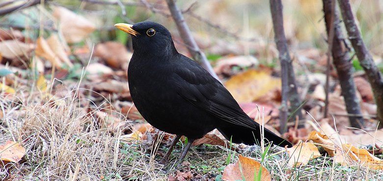 Weltvogelpark Walsrode - Amseln wühlen gerne in Laubhaufen Weltvogelpark Walsrode - Die Amsel wühlt gerne im Laubhaufen