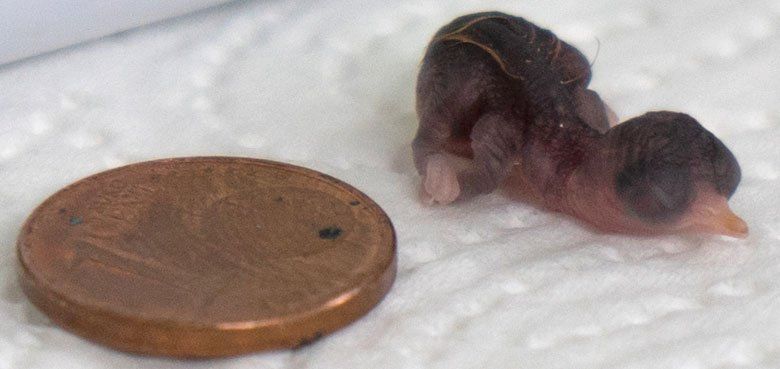Weißstorch ist angekommen - Weltvogelpark Walsrode Weltvogelpark Walsrode - Weissstorch ist angekommen