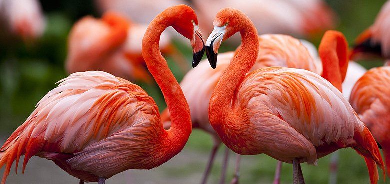 Ausgeprägtes Balzverhalten in Gruppen bei den Flamingos im Weltvogelpark Walsrode. Ausgeprägtes Balzverhalten bei den Flamingos in Gruppen