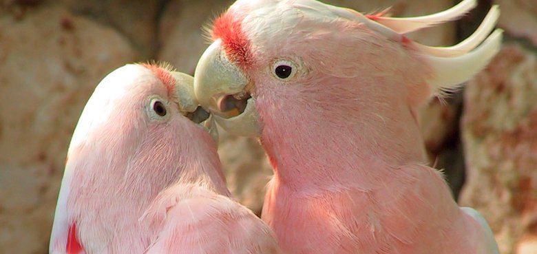 Frühlingsgefühle im Weltvogelpark Walsrode Frühlingsgefühle im Weltvogelpark Walsrode