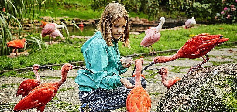 Weltvogelpark Walsrode - Futter für die Tiere. Wenn es Futter gibt, kommen sich Besucher und Vögel im Weltvogelpark Walsrode besonders nah.