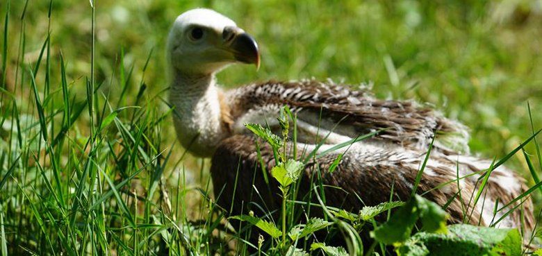 Junger Gänsegeier Junger Gänsegeier - Weltvogelpark Walsro