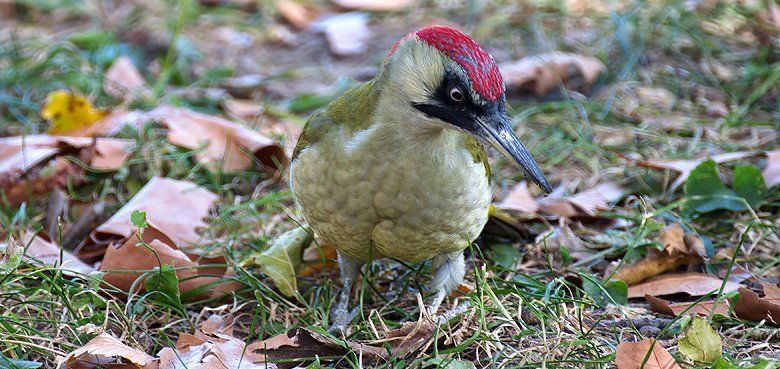 Weltvogelpark - Grünspechte suchen Laubhaufen Weltvogelpark Walsrode - Auch die Grünspechte suchen Laubhaufen