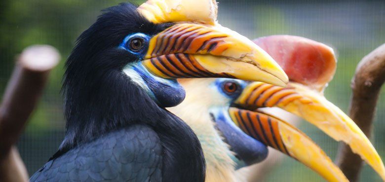 Weltvogelpark Walsrode