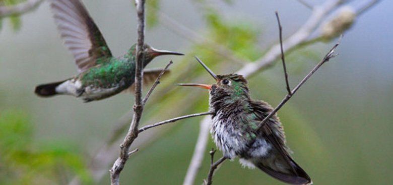 MAMI Wata im Afrikanischen Themenbereich MAMI WATA die Wasserattraktion die im Sommer für Abkühlung sorgt