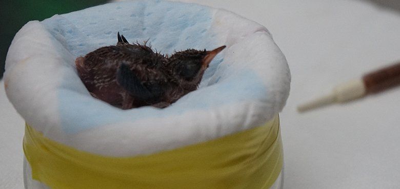 Weltvogelpark Walsrode Kolibribaby Weltvogelpark Walsrode Kolibribaby