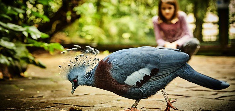 Natur bewusst im Weltvogelpark erleben. Weltvogelpark Walsrode: Natur bewusst erleben - mit über 4.000 Vögeln aus 650 Arten
