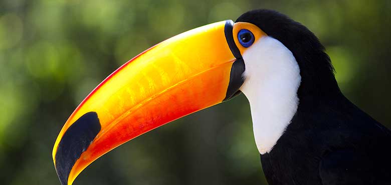 Wie sich die Vögel im Weltvogelpark Walsrode abkühlen. Im Sommer kann es im Weltvogelpark Walsrode ziemlich heiß werden.