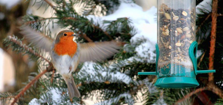 Weltvogelpark Walsrode Winterfütterung Rotkehlchen Weltvogelpark Walsrode Winterfütterung Rotkehlchen