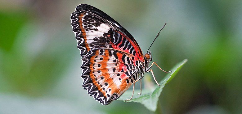Weltvogelpark Walsrode mit neuen Schmetterlingsbereich. Weltvogelpark Walsrode eröffnet Schmetterlingsbereich. Cethosia Cyane