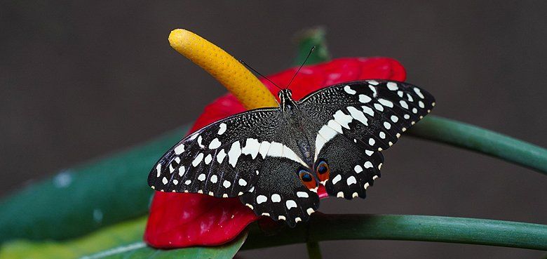 Weltvogelpark Walrode präsentiert hunderte lebende Schmetterlinge.
