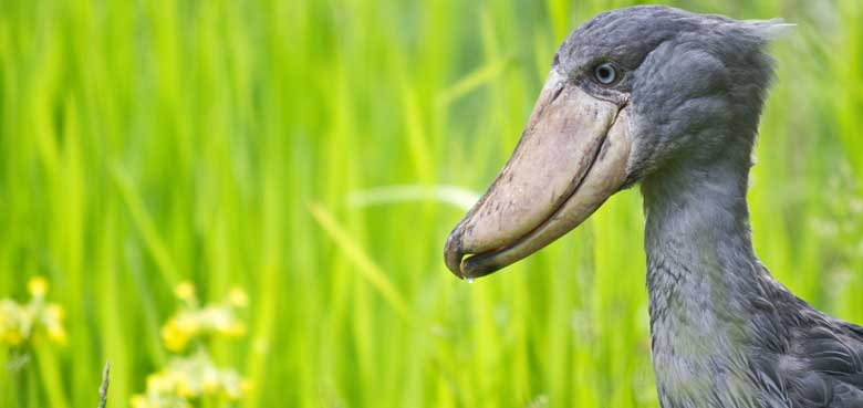 Weltvogelpark Walsrode Schuhschnabel Weltvogelpark Walsrode - Der Schuhschnabel