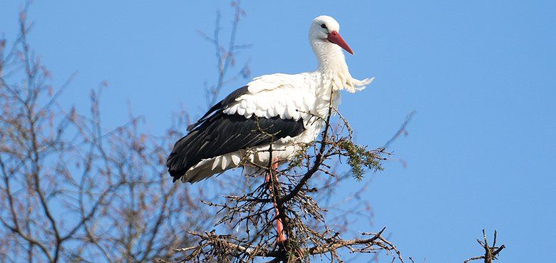 Männliche Weißstörche sorgen im Weltvogelpark für ein gemachtes Nest Männliche Weißstörche sorgen im Weltvogelpark für ein gemachtes Nest